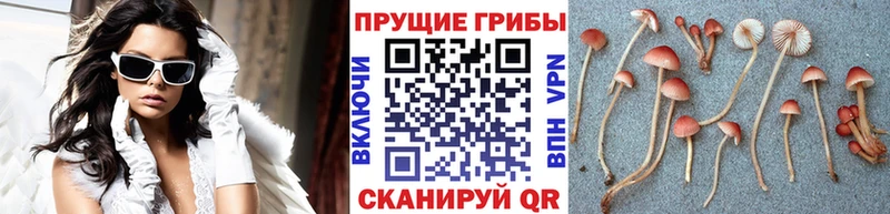 Галлюциногенные грибы Magic Shrooms MEGA как войти Чапаевск продажа наркотиков